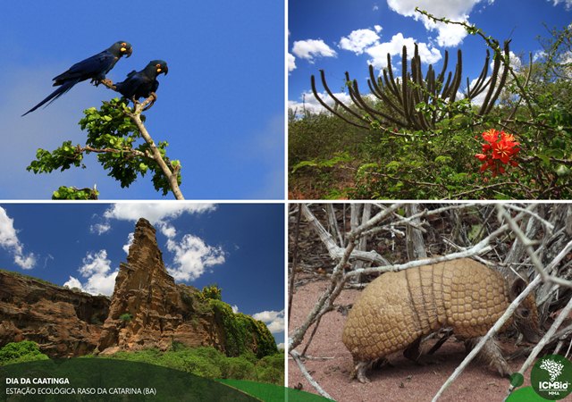 Hoje é o Dia Nacional do Bioma Caatinga e da Educação