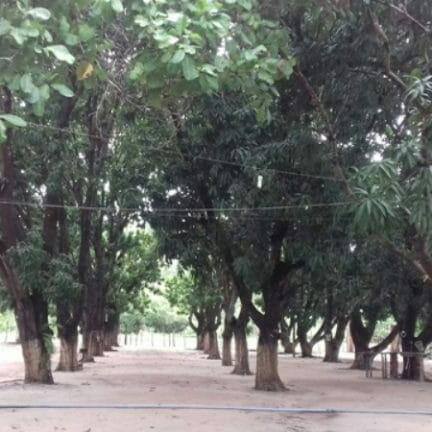 Nova Diretoria do Clube dos Bandeirantes é Empossada