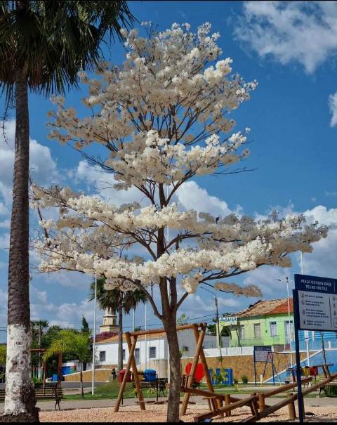 Ipê Branco Vira Atração na Praça Central de José de Freitas-PI